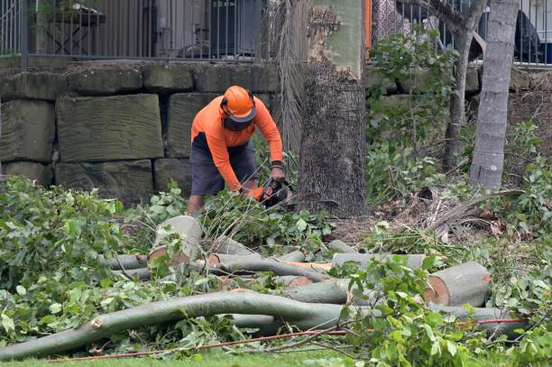 West Babylon, NY Tree Removal Company